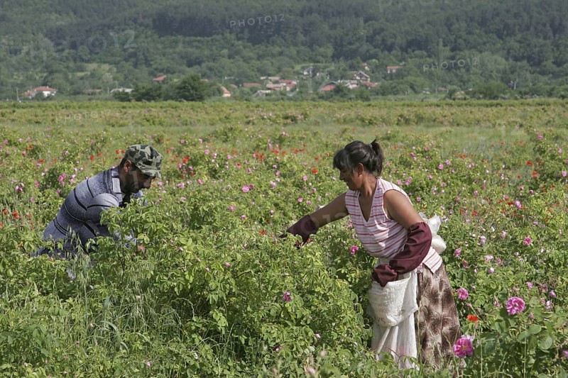 Farm workers harvesting crop of commercially grown Rose