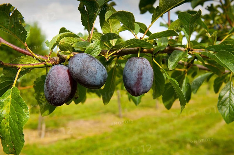Plum