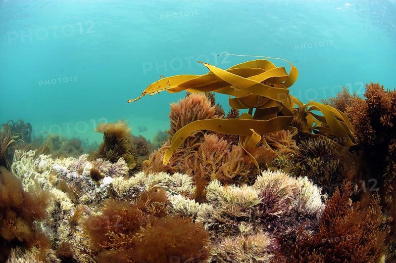 Harpoon Weed