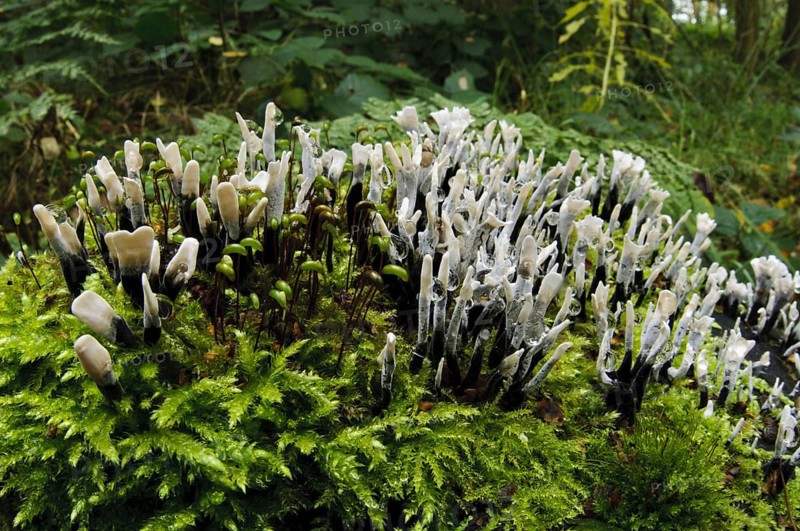 Fruiting body of the candlestick fungus