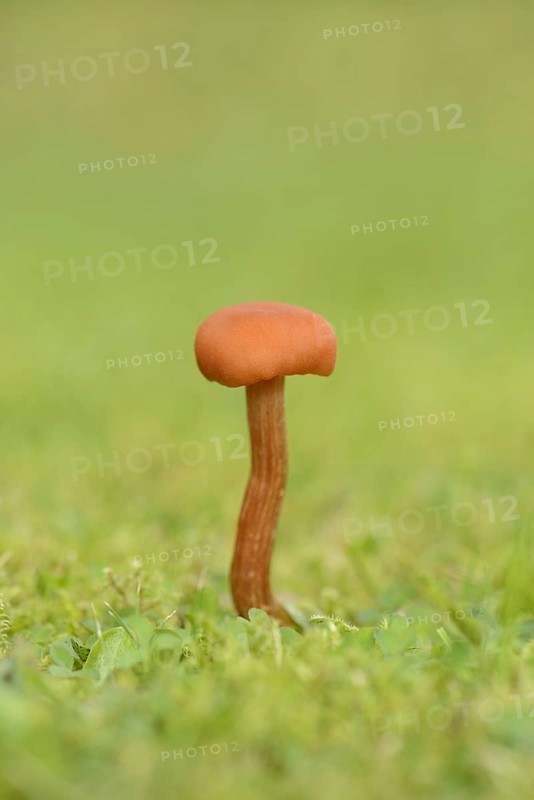Scarlet Waxcap