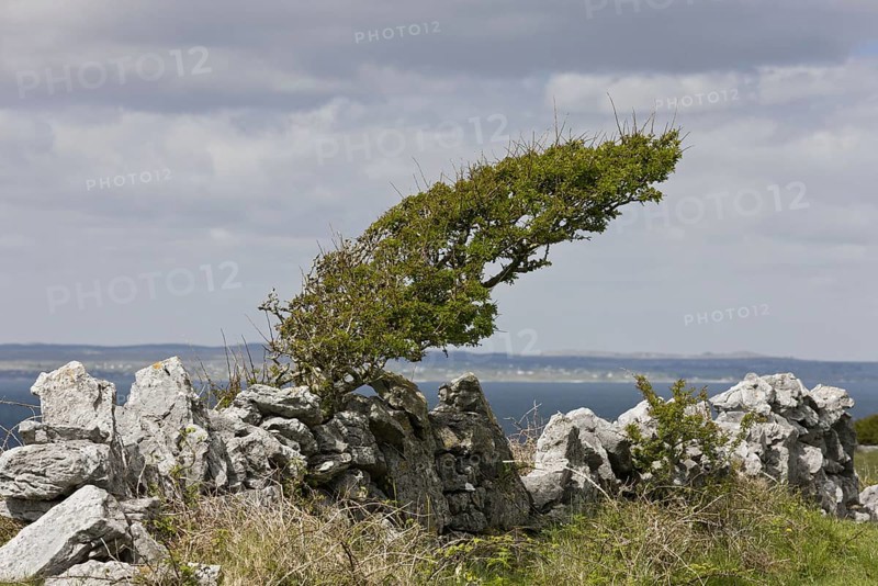 Common Hawthorn
