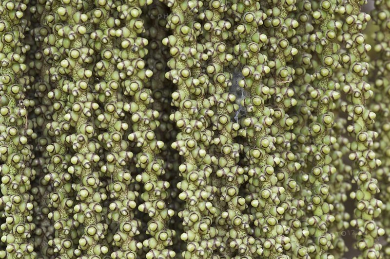 Fishtail Palm