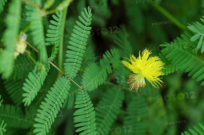 Sensitive plant