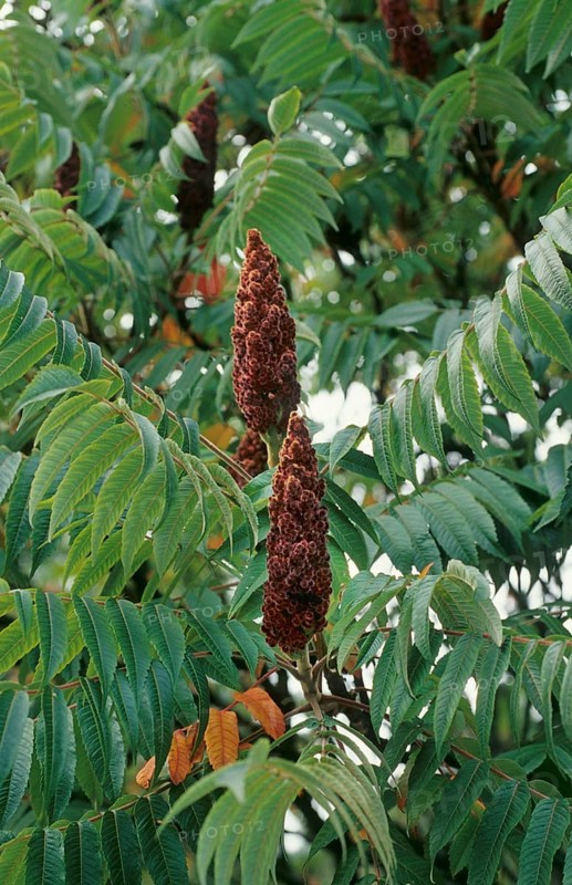Staghorn sumac