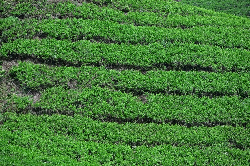 Tea Plantation