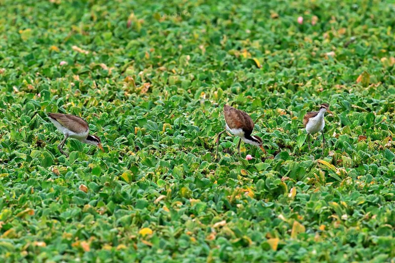 Wattled jacana
