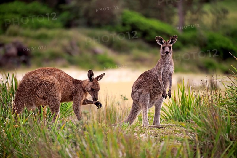 Eastern grey kangaroo