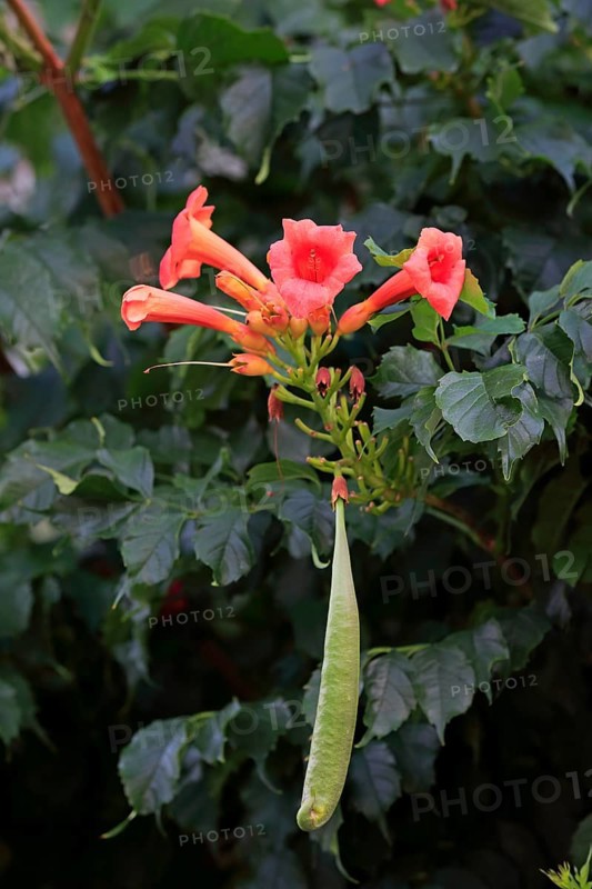 Trumpet vine