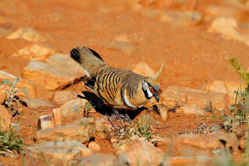 Spinifex Pigeon