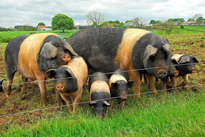 Domestic Pig