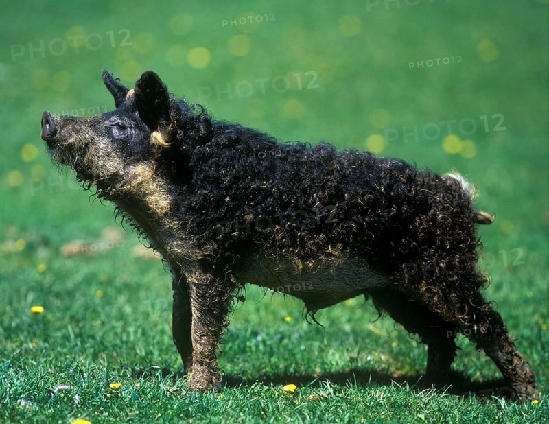 Domestic pig