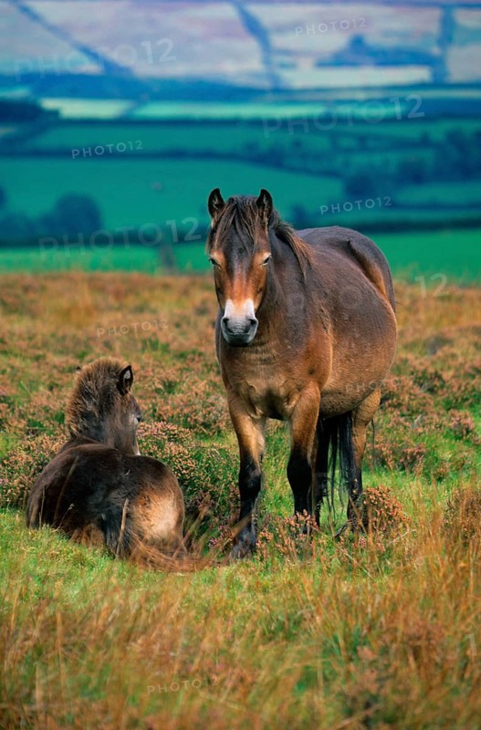 Exmoor domestic horse