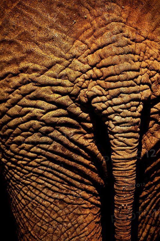 African elephant