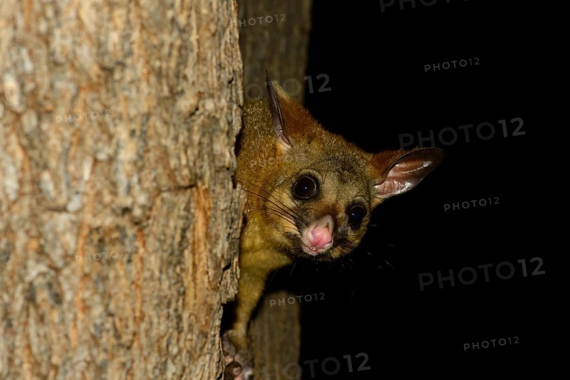 Common Brushtail Possum