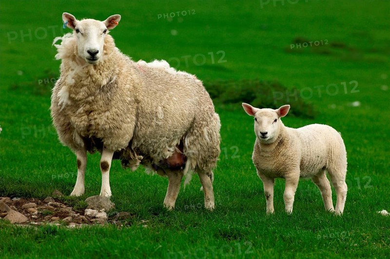 Domestic Sheep