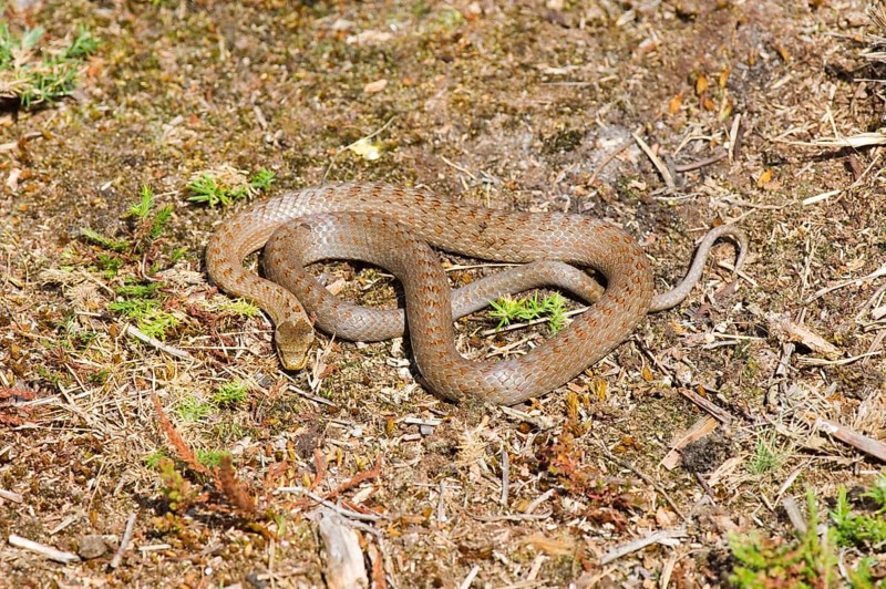 Smooth snake