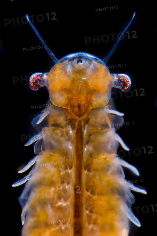Fairy Shrimp