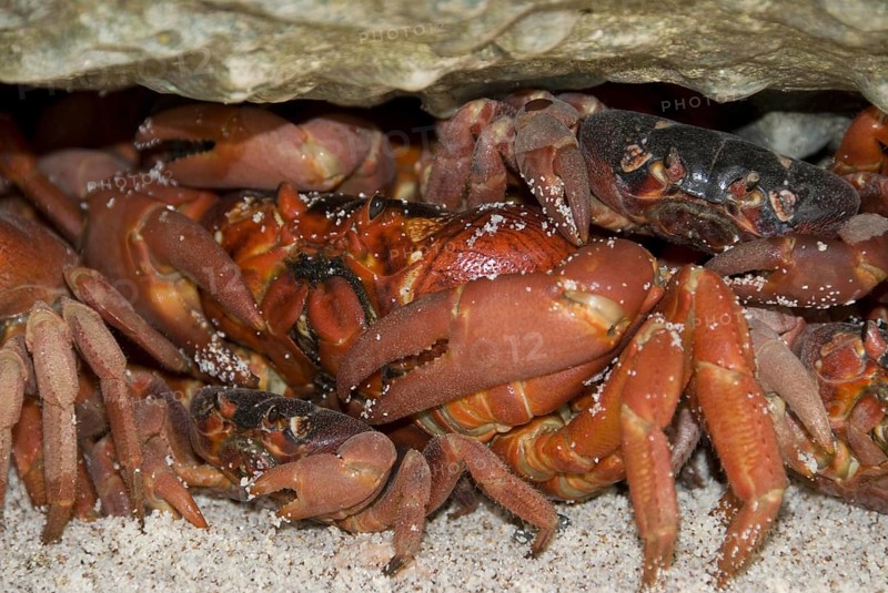 Christmas island red crab