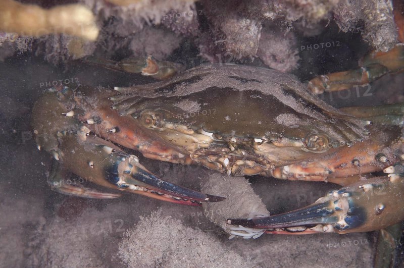 Saw-clawed spoon crab