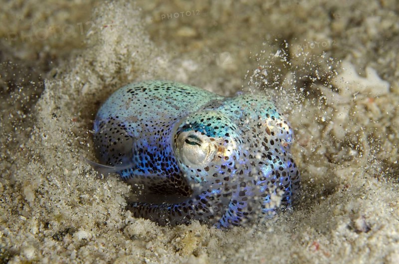 Hummingbird bobtail squids