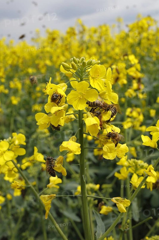 Western Honey honey bee