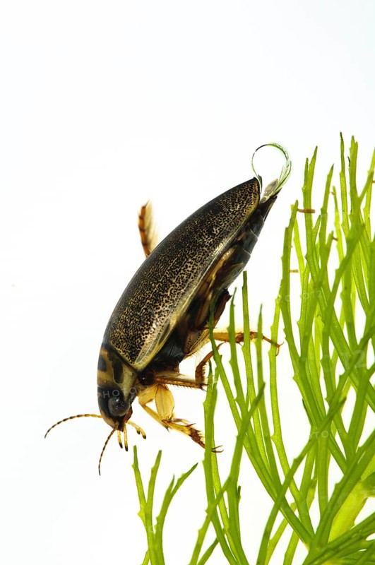 Adult diving beetle