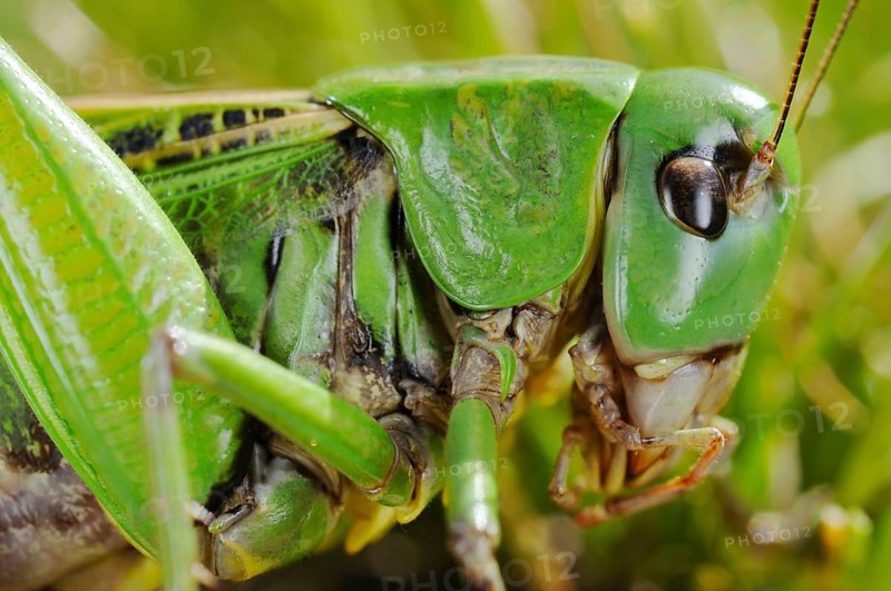 Wart-biter