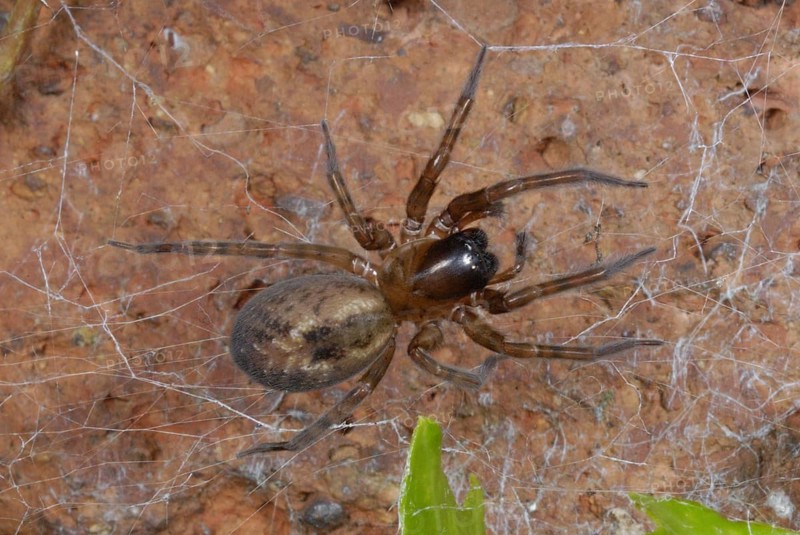 Garden Lace-webbed Spider