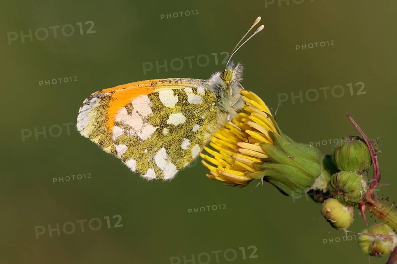 Green's pierid