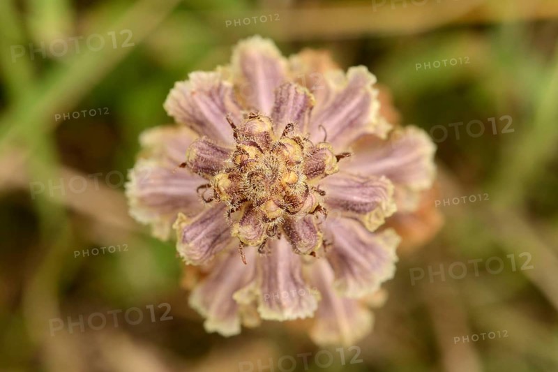 Clove-scented Broomrape