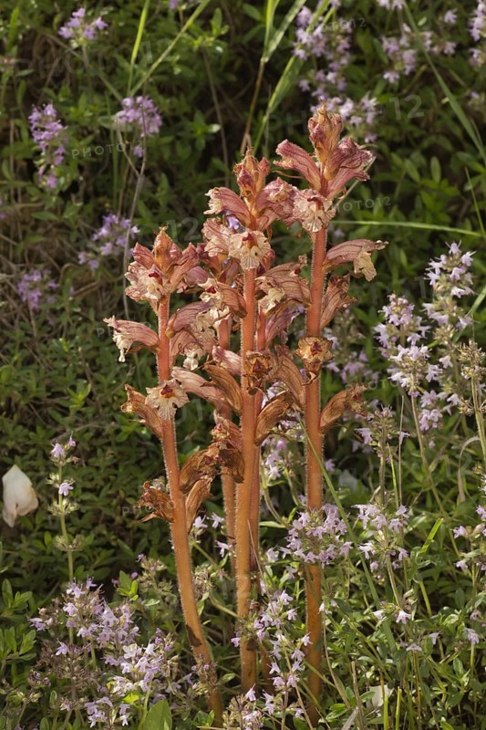 Thyme broomrape flowering