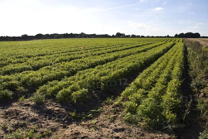 Field of carrots