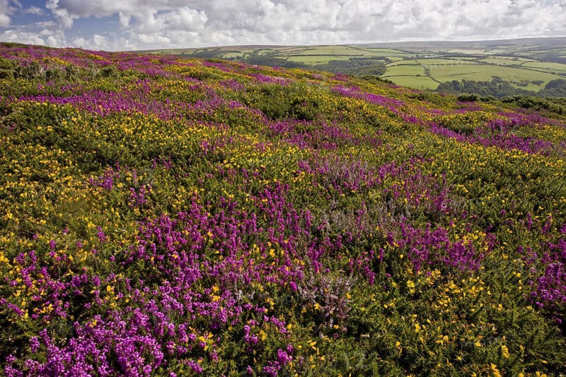 Flowering bell heather