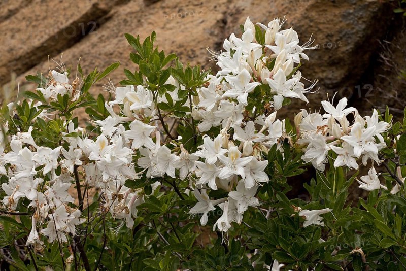 Flowering of the Western western azalea