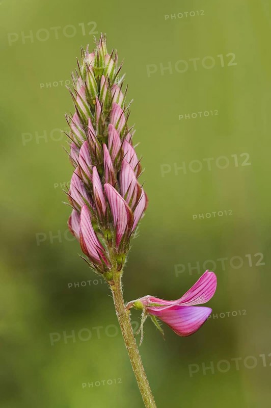 Sainfoin