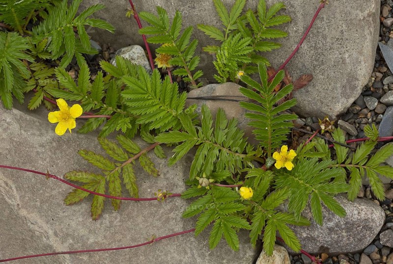 Common Silverweed