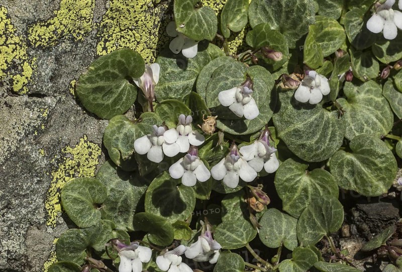 Ivy-leaved Cymbalaria