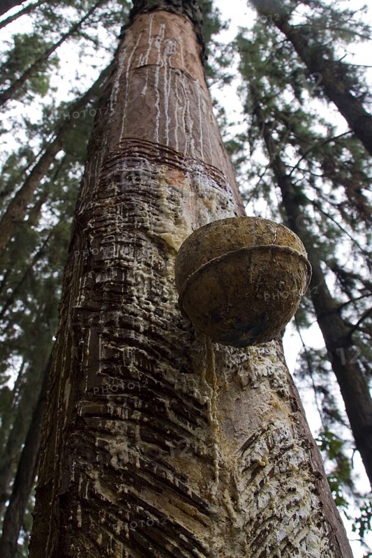 Caribbean pine