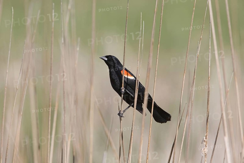 Red-winged Blackbird