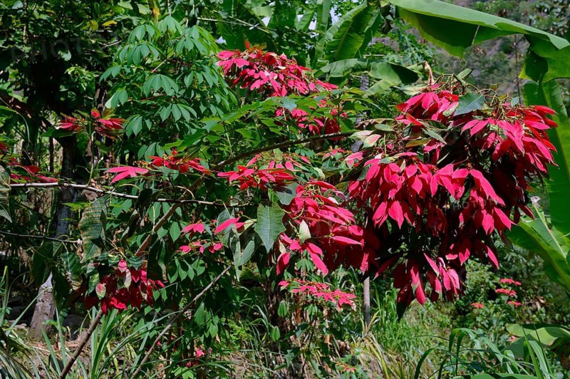 Wild poinsettia