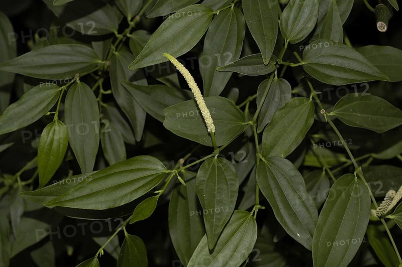 Amalago pepper