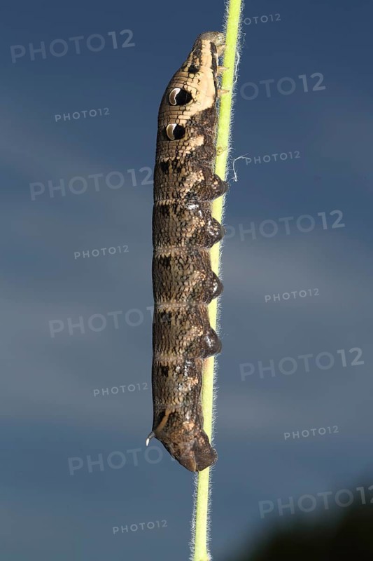 Elephant hawk-moth