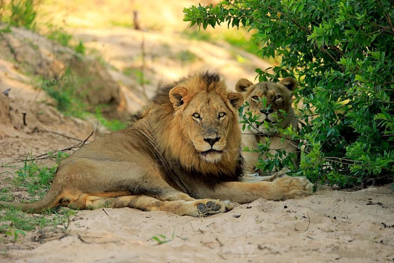 Lion