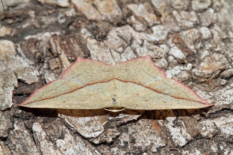 Dock moth
