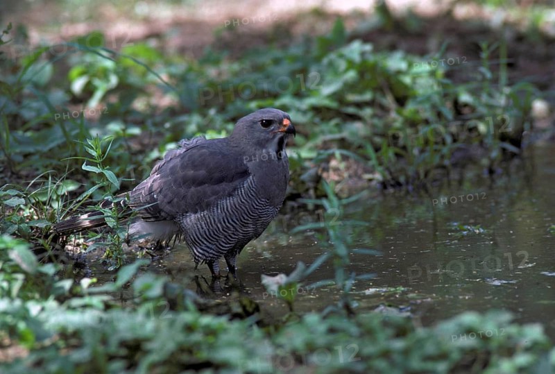 Lizard buzzard