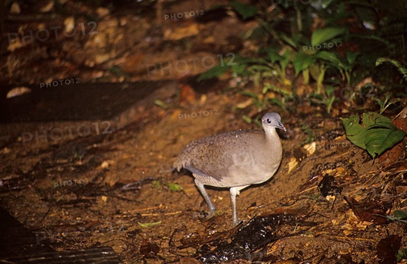 Great Tinamou