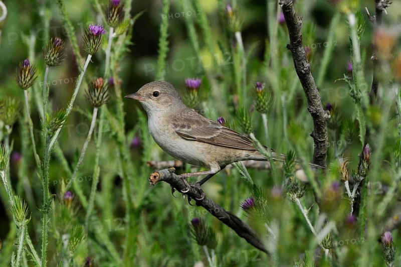 Barred warbler