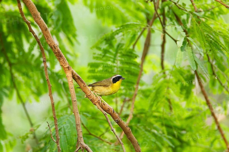 Common Yellowthroat