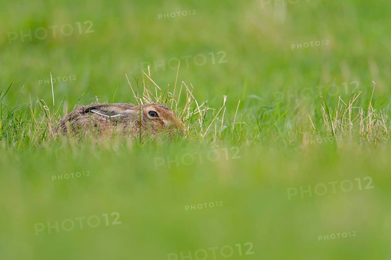 European hare